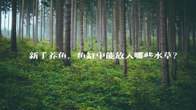 新手养鱼，鱼缸中能放入哪些水草？